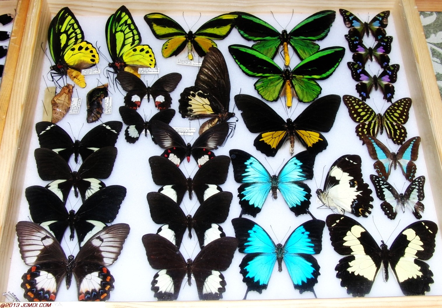 Case of vaious species